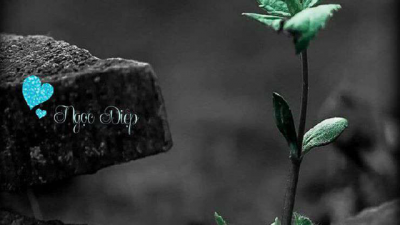 SÁCH CON RIÊNG (TÁC GIẢ: PHẠM VŨ ANH THƯ)