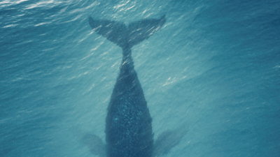 DOANH NGHIỆP VÀ CHÍNH SÁCH THƯƠNG MẠI QUỐC TẾ: NHỮNG THÁCH THỨC TỰ DO THƯƠNG MẠI VIỆT NAM NĂM 2015