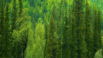 BÁO CÁO NGHIÊN CỨU HỖ TRỢ HIỆP HỘI THỰC HIỆN NGHIÊN CỨU CHIẾN LƯỢC PHÁT TRIỂN NGÀNH CHẾ BIẾN GỖ